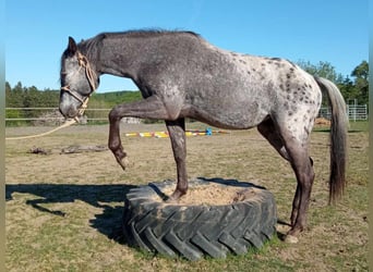 Appaloosa, Yegua, 2 años, Castaño-ruano