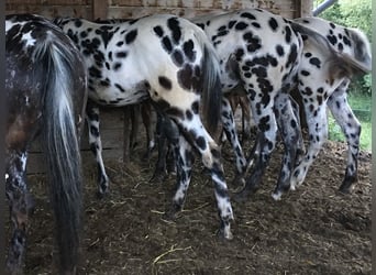 Appaloosa, Yegua, 2 años, Pío