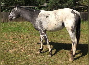 Appaloosa, Yegua, 2 años, Pío