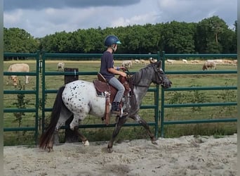 Appaloosa, Yegua, 3 años, 124 cm, Atigrado/Moteado