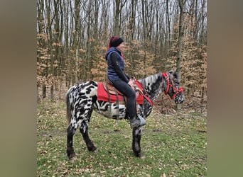 Appaloosa, Yegua, 3 años, 136 cm, Atigrado/Moteado