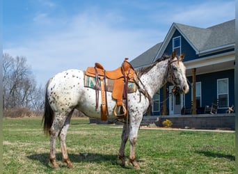 Appaloosa, Yegua, 3 años, 145 cm, Alazán-tostado