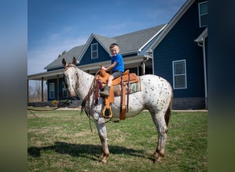 Appaloosa, Yegua, 3 años, 145 cm, Alazán-tostado