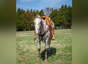 Appaloosa, Yegua, 3 años, 145 cm, Alazán-tostado