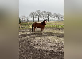 Appaloosa Mestizo, Yegua, 3 años, 150 cm, Castaño rojizo