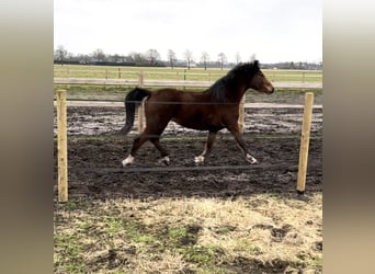 Appaloosa Mestizo, Yegua, 3 años, 150 cm, Castaño rojizo