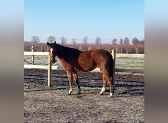 Appaloosa Mestizo, Yegua, 3 años, 150 cm, Castaño rojizo