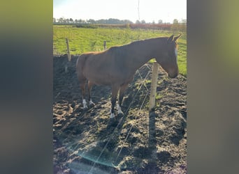 Appaloosa Mestizo, Yegua, 3 años, 150 cm, Castaño rojizo