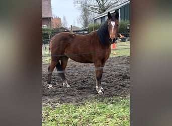 Appaloosa Mestizo, Yegua, 3 años, 150 cm, Castaño rojizo