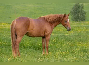 Appaloosa, Yegua, 3 años, 153 cm, Alazán