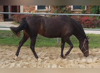 Appaloosa, Yegua, 3 años, 153 cm, Castaño oscuro