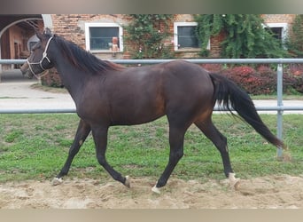 Appaloosa, Yegua, 3 años, 153 cm, Castaño oscuro