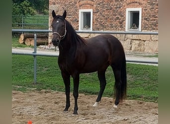 Appaloosa, Yegua, 3 años, 153 cm, Castaño oscuro