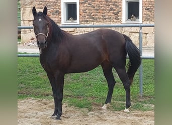 Appaloosa, Yegua, 3 años, 153 cm, Castaño oscuro