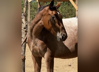 Appaloosa Mestizo, Yegua, 3 años, 153 cm, Castaño-ruano