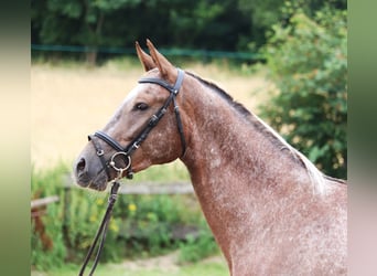Appaloosa, Yegua, 3 años, 162 cm, Red Dun/Cervuno
