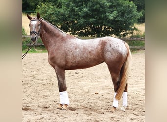 Appaloosa, Yegua, 3 años, 162 cm, Red Dun/Cervuno