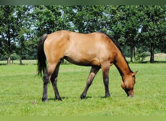 Appaloosa Mestizo, Yegua, 3 años, 163 cm, Grullo