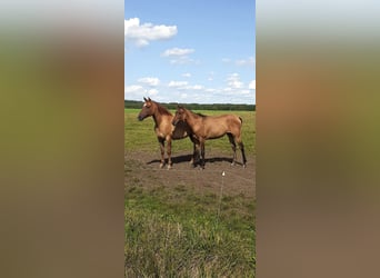 Appaloosa Mestizo, Yegua, 3 años, 163 cm, Grullo