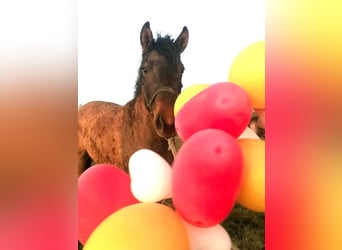 Appaloosa Mestizo, Yegua, 3 años, 163 cm, Grullo
