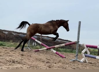Appaloosa Mestizo, Yegua, 3 años, 163 cm, Grullo