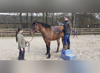 Appaloosa Mestizo, Yegua, 3 años, 163 cm, Grullo