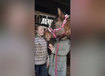 Appaloosa Mestizo, Yegua, 3 años, 163 cm, Grullo
