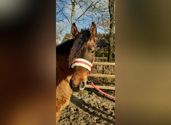 Appaloosa Mestizo, Yegua, 3 años, 163 cm, Grullo
