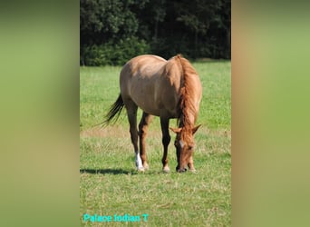 Appaloosa Mestizo, Yegua, 3 años, 163 cm, Grullo