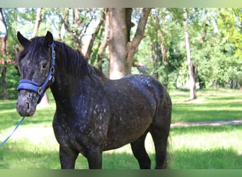 Appaloosa Mestizo, Yegua, 4 años, 138 cm, Castaño rojizo