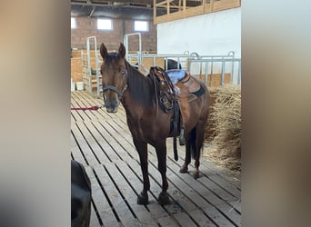 Appaloosa, Yegua, 4 años, 145 cm, Alazán