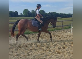 Appaloosa Mestizo, Yegua, 4 años, 145 cm, Atigrado/Moteado