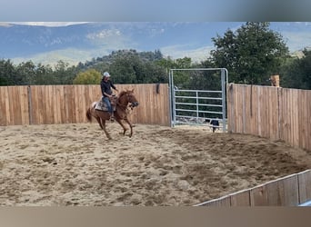 Appaloosa, Yegua, 4 años, 145 cm