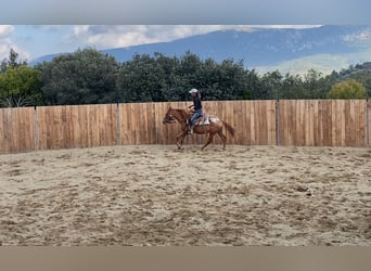 Appaloosa, Yegua, 4 años, 145 cm