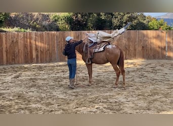 Appaloosa, Yegua, 4 años, 145 cm