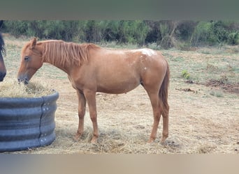 Appaloosa, Yegua, 4 años, 145 cm