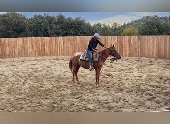 Appaloosa, Yegua, 4 años, 145 cm