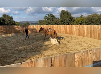 Appaloosa, Yegua, 4 años, 145 cm