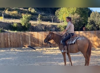 Appaloosa, Yegua, 4 años, 145 cm