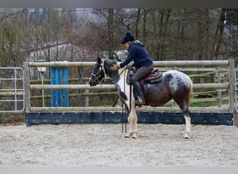 Appaloosa Mestizo, Yegua, 4 años, 145 cm, Pío