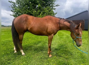 Appaloosa, Yegua, 4 años, 146 cm, Alazán