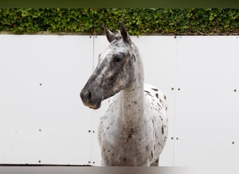 Appaloosa, Yegua, 4 años, 146 cm, Atigrado/Moteado