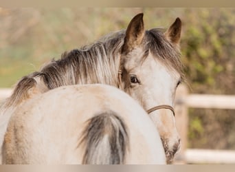 Appaloosa Mestizo, Yegua, 4 años, 148 cm, Buckskin/Bayo