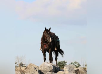 Appaloosa Mestizo, Yegua, 4 años, 152 cm