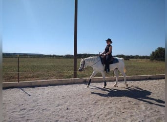 Appaloosa Mestizo, Yegua, 4 años, 152 cm