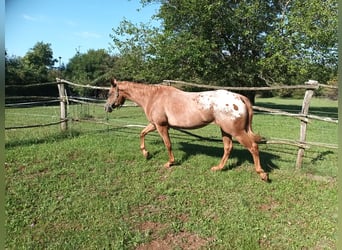 Appaloosa, Yegua, 4 años, 153 cm, Alazán-tostado