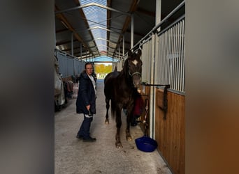 Appaloosa Mestizo, Yegua, 4 años, 154 cm, Alazán-tostado