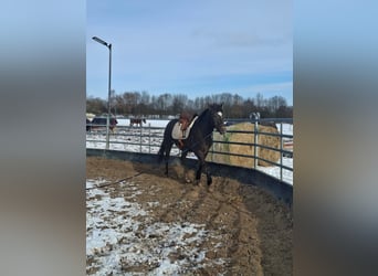 Appaloosa Mestizo, Yegua, 4 años, 154 cm, Alazán-tostado