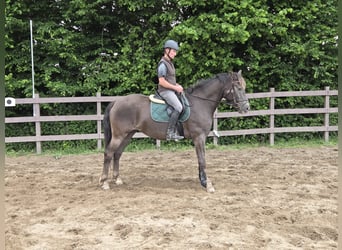 Appaloosa Mestizo, Yegua, 4 años, 154 cm, Alazán-tostado