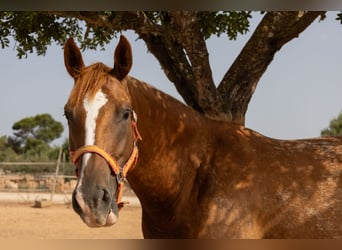 Appaloosa, Yegua, 4 años, 154 cm, Castaño